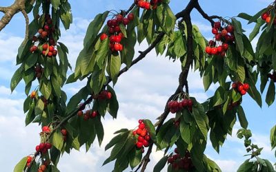 „Every good bush needs a little bit of pruning every now and again“