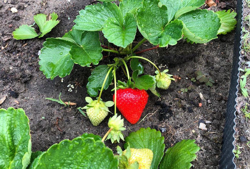 “Pulling at the shoots doesn’t make them grow faster”