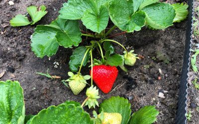 “Pulling at the shoots doesn’t make them grow faster”